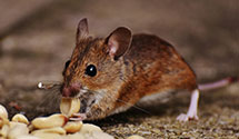 24 Hour & Emergency Exterminators in Orange, TX